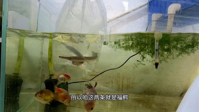 魚缸品質(zhì)的 代言（樂游水族箱和成都智拓水族品質(zhì)的代言）