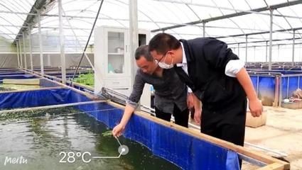澳洲淡水龍蝦魚缸怎么養：澳洲淡水龍蝦養殖技術