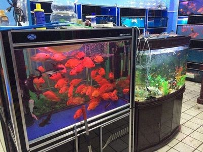 海城魚缸批發市場：家庭養魚的樂趣與挑戰