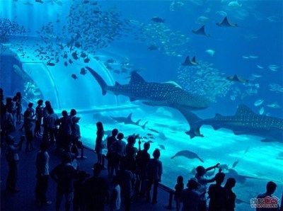 海城魚缸批發市場：家庭養魚的樂趣與挑戰