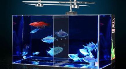 海城魚缸批發市場：家庭養魚的樂趣與挑戰