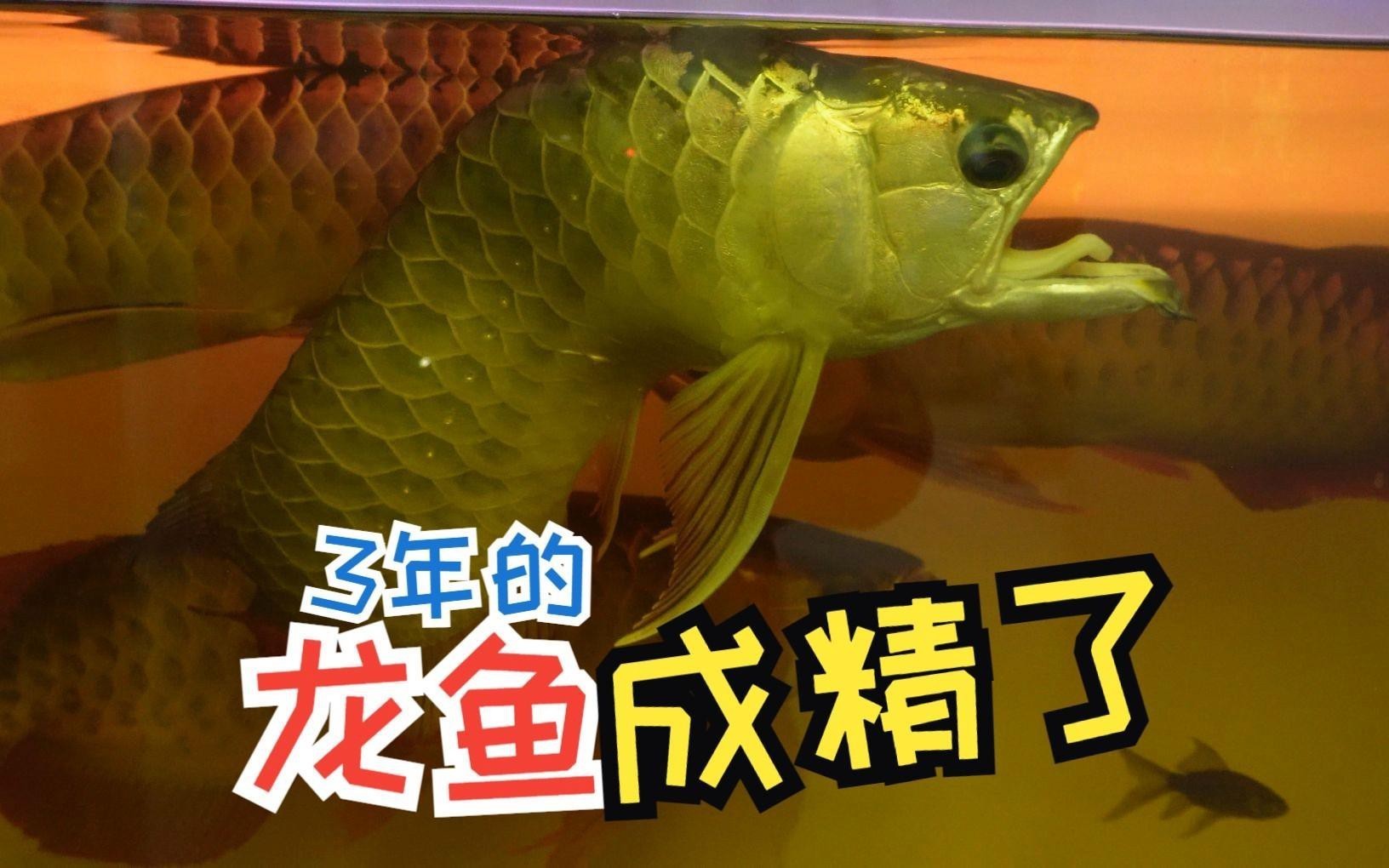 有哪些品牌紅龍魚增色飼料推薦？