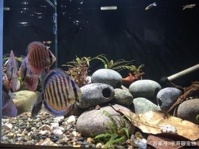 魚缸欖仁葉放多久可以用：欖仁葉在魚缸中的使用 魚缸欖仁葉放多久可以用：欖仁葉在魚缸中的使用 魚缸百科 第1張