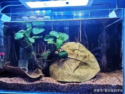 魚缸欖仁葉放多久可以用：欖仁葉在魚缸中的使用 魚缸欖仁葉放多久可以用：欖仁葉在魚缸中的使用 魚缸百科 第4張