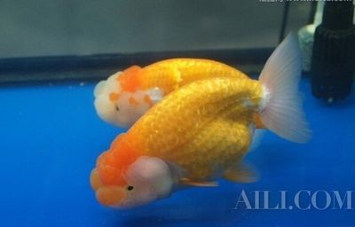 夢到魚缸有好多魚:周公解夢:夢見魚缸好多魚,可得改善之征兆 魚缸百科 第5張 夢到魚缸有好多魚:周公解夢:夢見魚缸好多魚,可得改善之征兆 夢到魚缸有好多魚:周公解夢:夢見魚缸好多魚,可得改善之征兆 魚缸百科 第5張