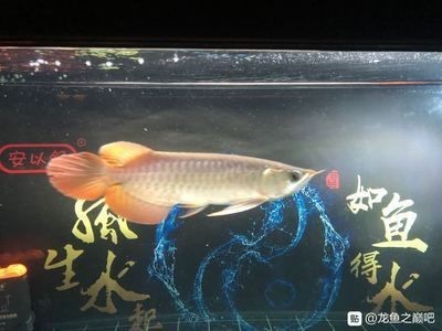 龍魚擺件如何擺放：關(guān)于龍魚吧百度貼吧官網(wǎng)的介紹 龍魚擺件如何擺放：關(guān)于龍魚吧百度貼吧官網(wǎng)的介紹 龍魚百科 第5張
