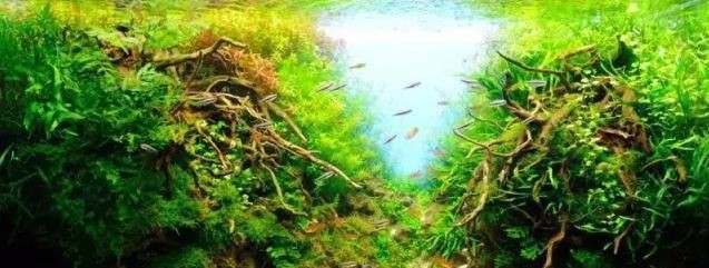 如何檢測魚缸水質參數，如何檢測魚缸水質參數的方法 如何檢測魚缸水質參數，如何檢測魚缸水質參數的方法 龍魚百科 第2張