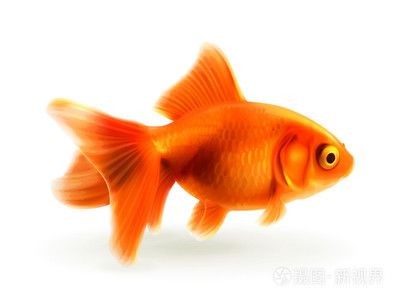 金魚和金龍魚哪個招財：金魚和金龍魚哪個更能招財 金魚和金龍魚哪個招財：金魚和金龍魚哪個更能招財 龍魚百科 第3張