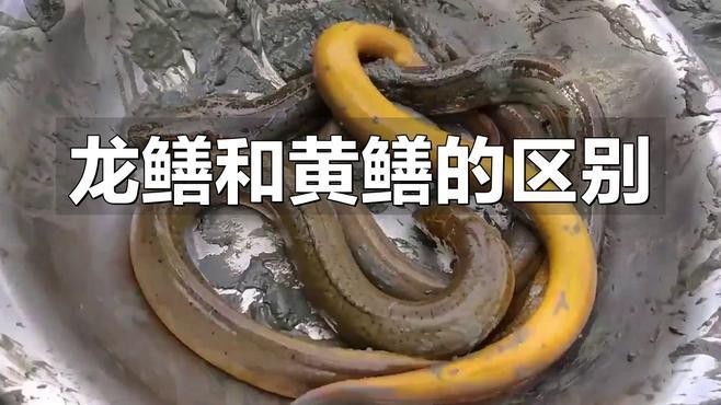 如何區(qū)分龍?chǎng)q和黃鱔？