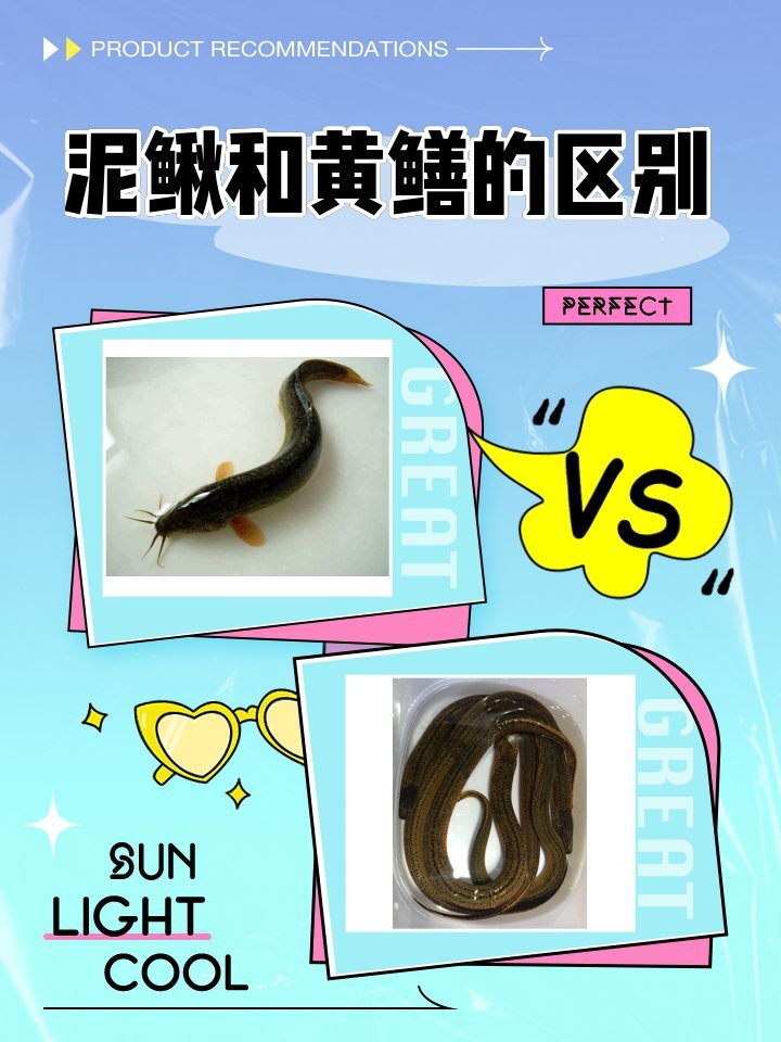 如何區(qū)分龍?chǎng)q和黃鱔？