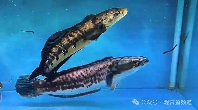 雷龍魚和招財(cái)貓魚哪個(gè)強(qiáng)悍一點(diǎn)