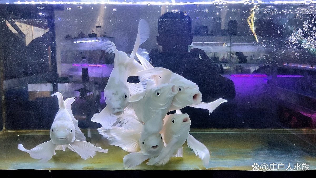 雷龍魚和招財(cái)貓魚哪個(gè)強(qiáng)悍一點(diǎn)