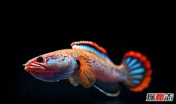 雷龍魚和招財(cái)貓魚哪個(gè)強(qiáng)悍一點(diǎn)