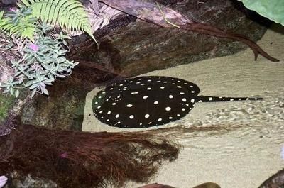 龍魚和三間魚打架嗎會死嗎：如何判斷龍魚和三間魚是否打架