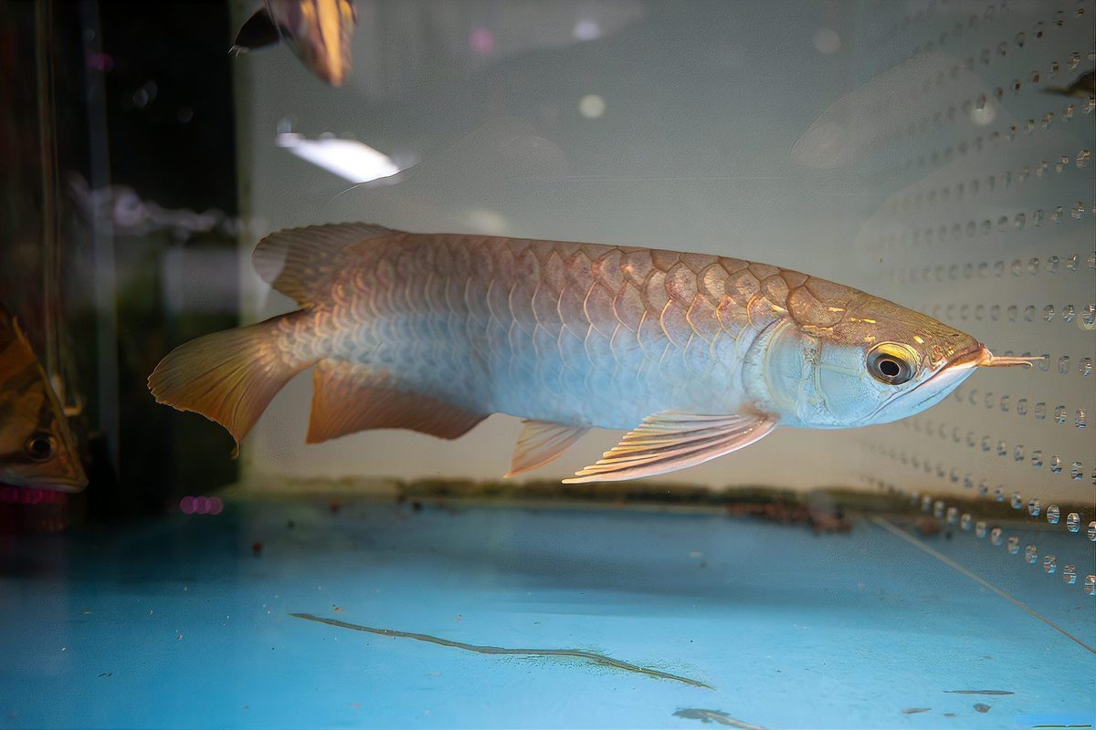 金龍魚夏天需要換水嗎？ 金龍魚夏天需要換水嗎？ 龍魚百科 第1張