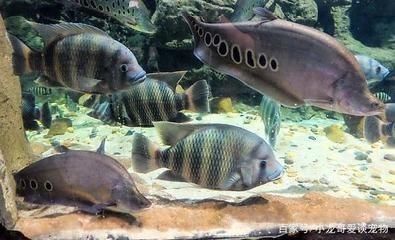 龍魚缸如何開缸養水：魚缸開缸養水的基本步驟