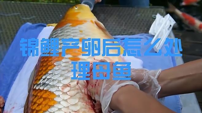 龍鳳錦鯉繁殖后如何護理？