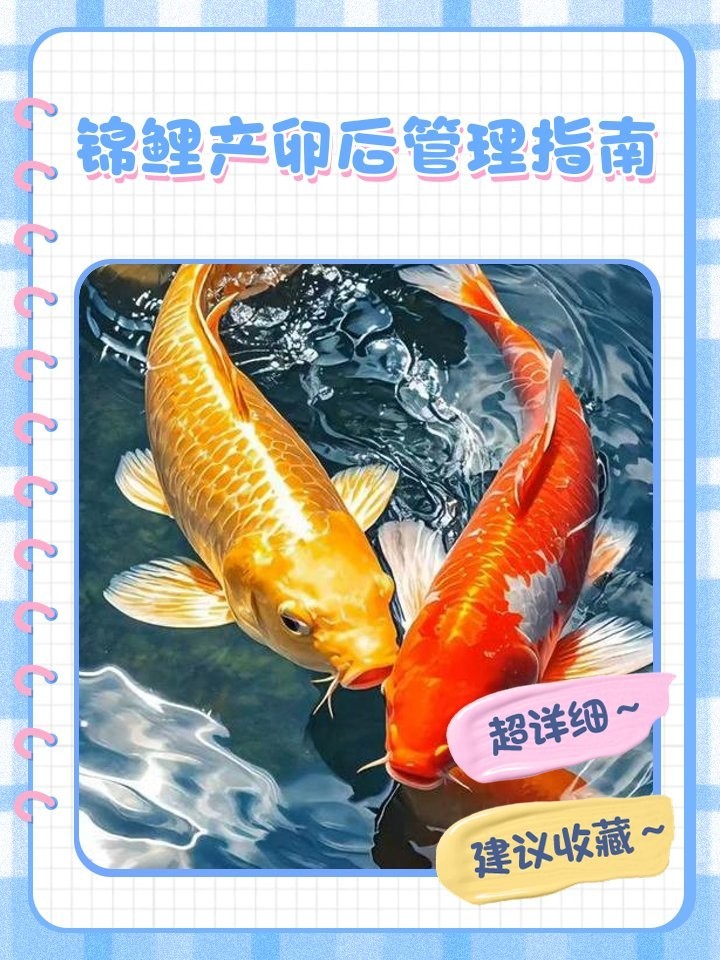 龍鳳錦鯉繁殖后如何護理？