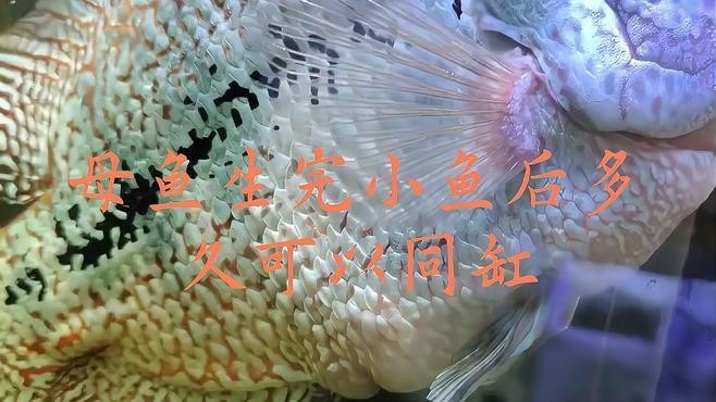 龍鳳錦鯉繁殖后如何護理？