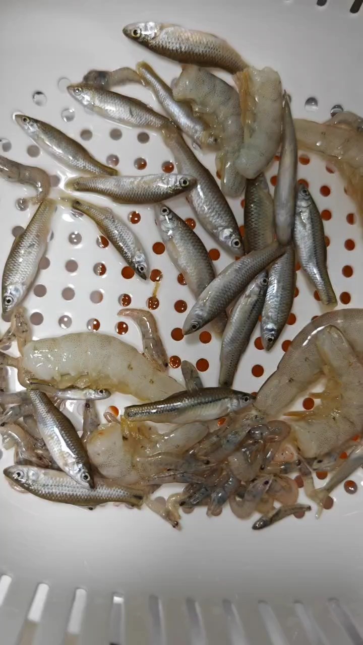 高品質(zhì)野生河蝦，麥穗魚喂食紅龍