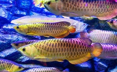 龍魚吃得少怎么辦（龍魚吃得少的問(wèn)題可能由多種因素引起龍魚食欲下降的原因）