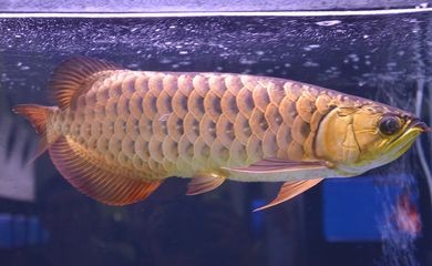 龍魚吃得少怎么辦（龍魚吃得少的問(wèn)題可能由多種因素引起龍魚食欲下降的原因）