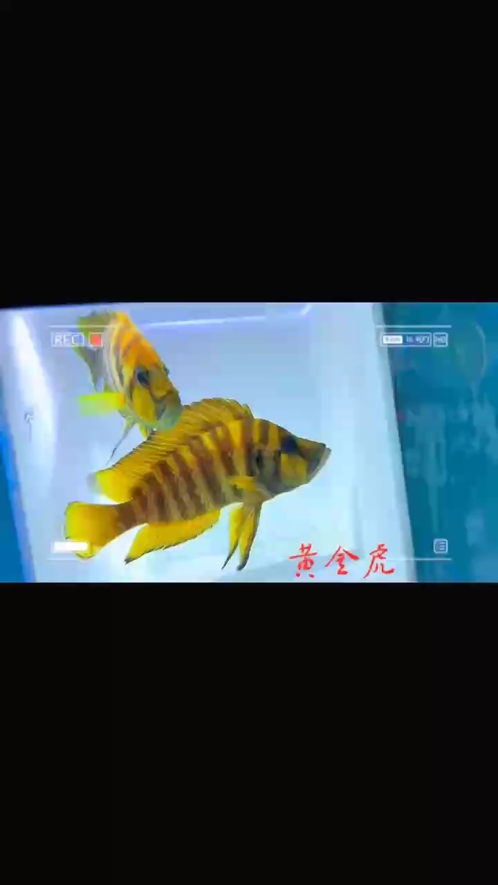 黃嗎 黃嗎 龍魚論壇