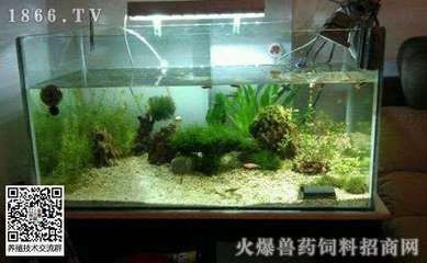 魚缸水質管理全攻略：養魚新手入門指南