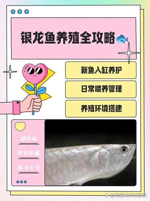 紅燒銀龍魚做法大全竅門圖解