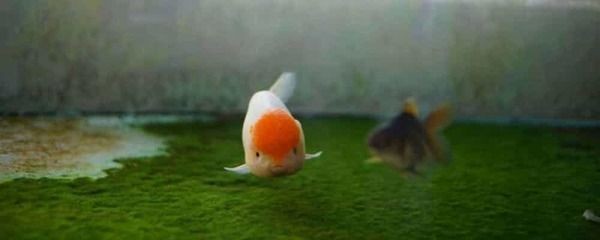 高錳酸鉀如何給魚缸消毒（使用高錳酸鉀給魚缸消毒的具體步驟和注意事項）