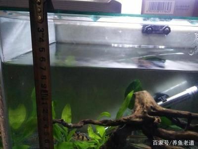 魚(yú)缸過(guò)濾盒清洗視頻教程：如何正確清洗魚(yú)缸過(guò)濾盒