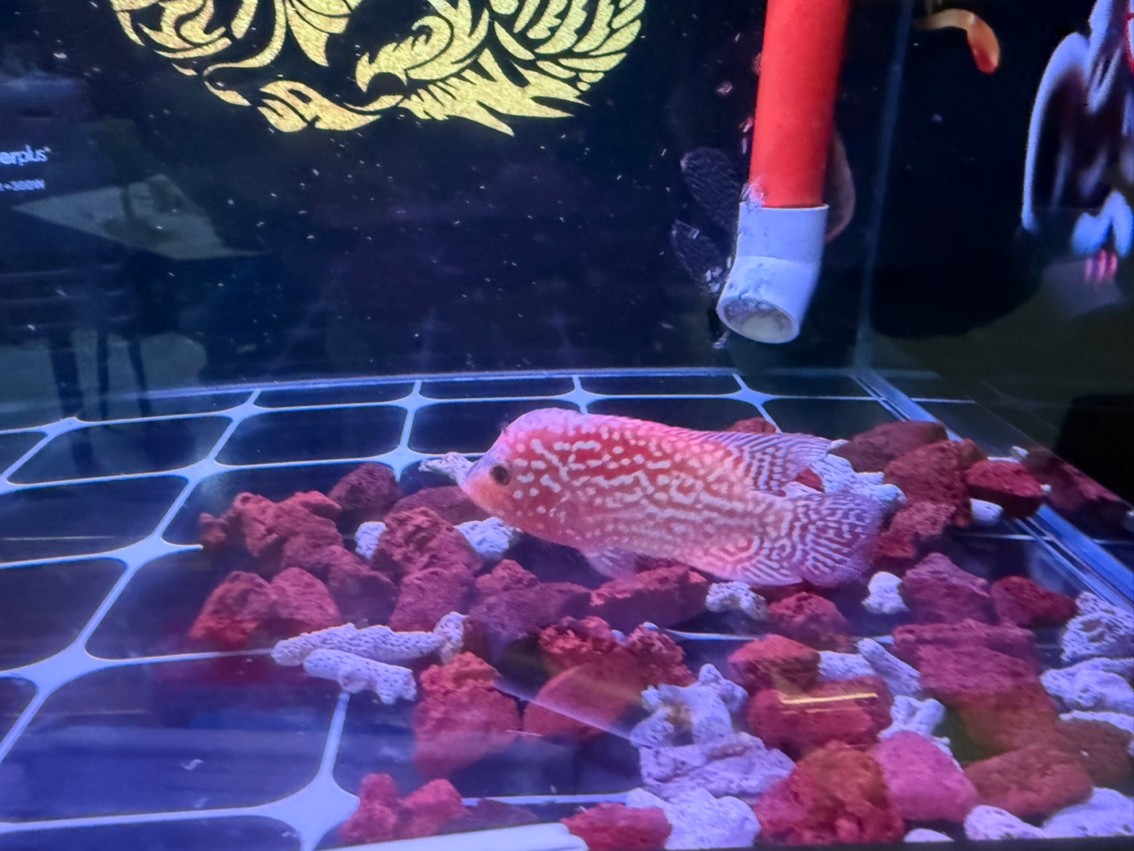 剛到的退沙中的小鳳凰 剛到的退沙中的小鳳凰 龍魚論壇 第1張