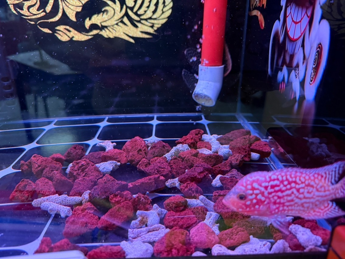 剛到的退沙中的小鳳凰 剛到的退沙中的小鳳凰 龍魚論壇 第2張