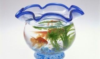 床邊放小魚缸好嗎：如何選擇適合床頭的小魚缸，魚缸對睡眠質量的影響研究