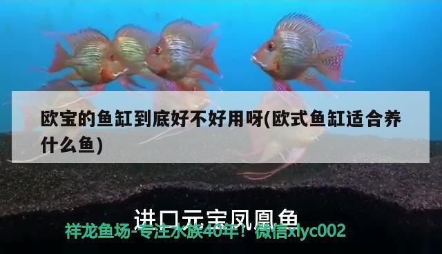 歐寶和森森魚缸哪個好用：森森魚缸和歐寶魚缸哪個好用