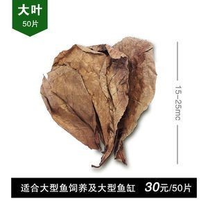 橄欖葉在魚缸中的應用不僅能美化水質，還能美化水質：欖仁葉在魚缸中的應用