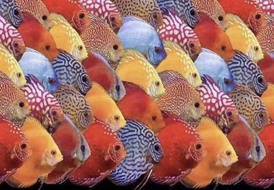 龍魚缸的最佳尺寸水位：龍魚缸尺寸和水位對龍魚健康至關重要 龍魚缸的最佳尺寸水位：龍魚缸尺寸和水位對龍魚健康至關重要 魚缸百科 第1張