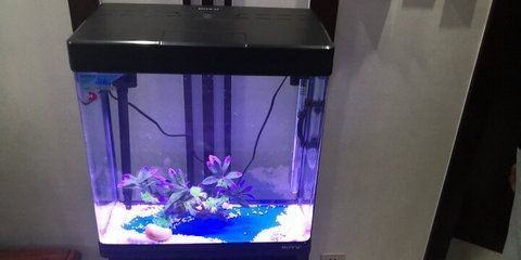 那種魚缸好 魚缸百科 第5張 那種魚缸好 那種魚缸好 魚缸百科 第5張