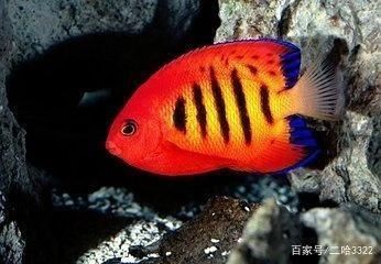 杭州蕭山新農都物流中心李勇水族館（杭州蕭山新農都水產市場地址） 杭州蕭山新農都物流中心李勇水族館（杭州蕭山新農都水產市場地址） 全國水族館企業名錄