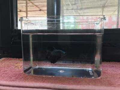 魚(yú)缸好壞和養(yǎng)魚(yú)有關(guān)系嗎（魚(yú)缸的質(zhì)量和養(yǎng)魚(yú)之間有著密切關(guān)系，魚(yú)缸好壞和養(yǎng)魚(yú)有關(guān)系嗎） 魚(yú)缸好壞和養(yǎng)魚(yú)有關(guān)系嗎（魚(yú)缸的質(zhì)量和養(yǎng)魚(yú)之間有著密切關(guān)系，魚(yú)缸好壞和養(yǎng)魚(yú)有關(guān)系嗎） 魚(yú)缸百科 第3張
