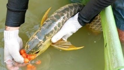 臨朐縣金海王水族器材經銷部（臨朐縣金海王水族器材經銷部電話）