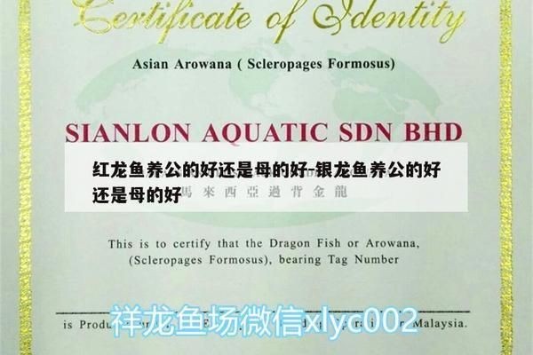 紅龍魚公的好還是母的好 龍魚百科 第1張 紅龍魚公的好還是母的好 紅龍魚公的好還是母的好 龍魚百科 第1張