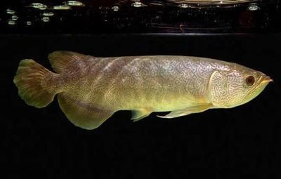 六角龍魚是幾級保護動物，六角龍魚在iucn極度瀕危等級中是否存在法律保護？