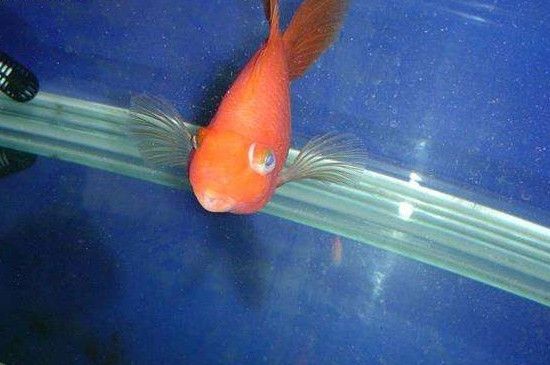 龍魚和鸚鵡魚適合的水溫是多少？：龍魚和鸚鵡魚的適合水溫