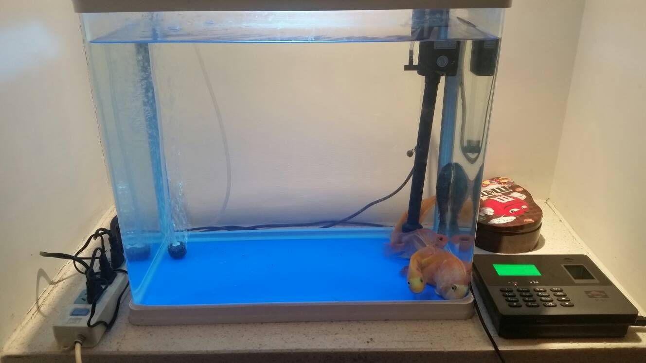 龍魚和鸚鵡魚適合的水溫是多少？：龍魚和鸚鵡魚的適合水溫