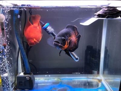 龍魚和鸚鵡魚適合的水溫是多少？：龍魚和鸚鵡魚的適合水溫