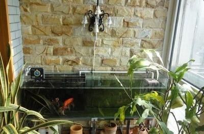 風水魚缸放在陽臺養魚風水注意事項在陽臺養魚的風水講究：如何在陽臺養魚
