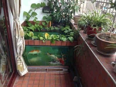 風水魚缸放在陽臺養魚風水注意事項在陽臺養魚的風水講究：如何在陽臺養魚