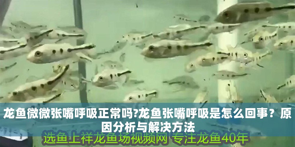 龍魚微微張嘴呼吸正常嗎?龍魚張嘴呼吸是怎么回事？原因分析與解決方法