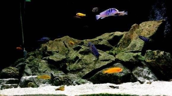 魚缸裝飾如何影響水質穩定：魚缸裝飾如何影響水質的穩定性